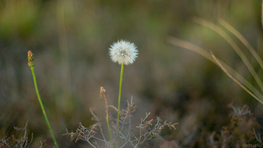 مهدی اخوان ثالث قاصدک