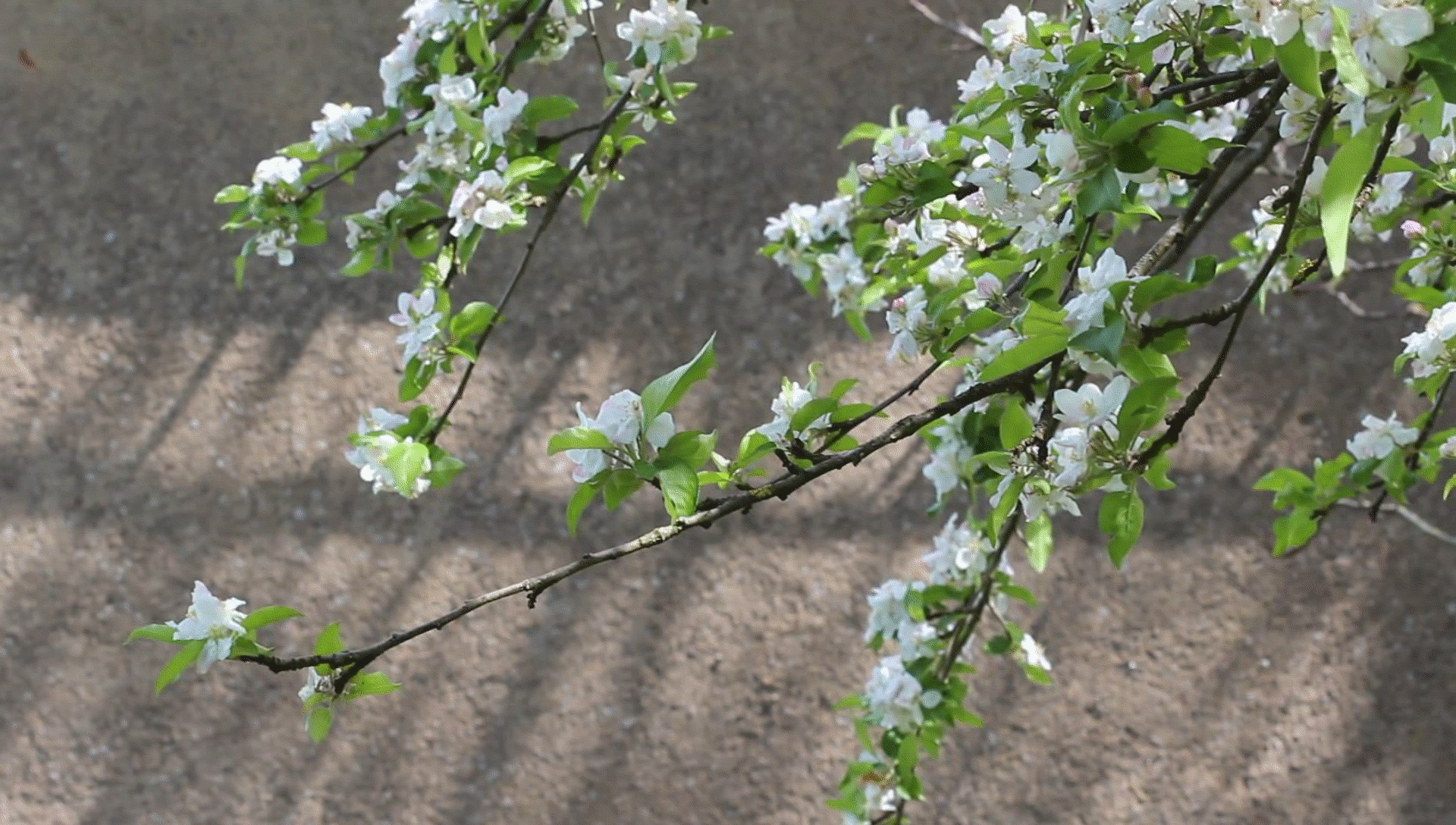 ویگن رقص شکوفه