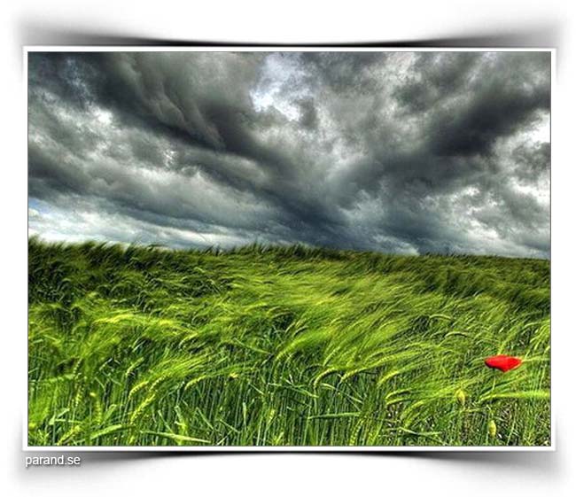 از نوای چوپان تا خون ارغوان